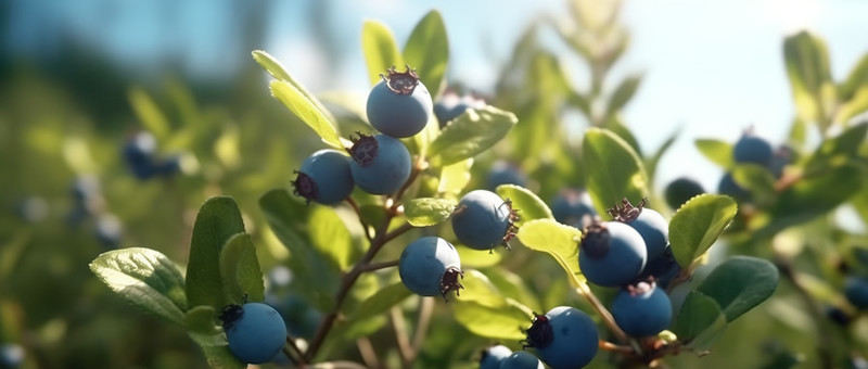 摄图网_600004372_wx_阳光下成熟的蓝莓（非企业商用）