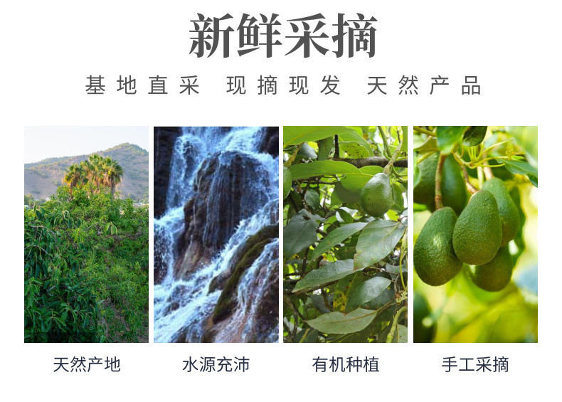 牛油果中文-网站