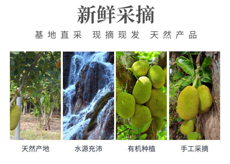 菠萝蜜中文-网站