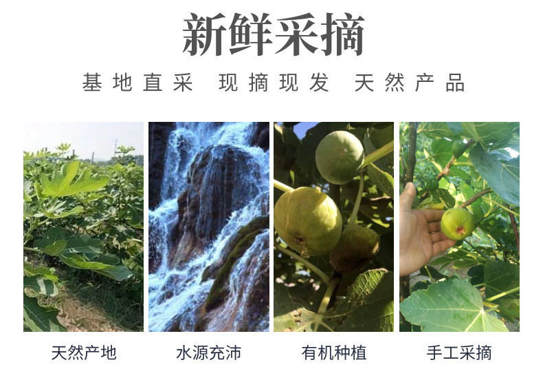 无花果中文-网站