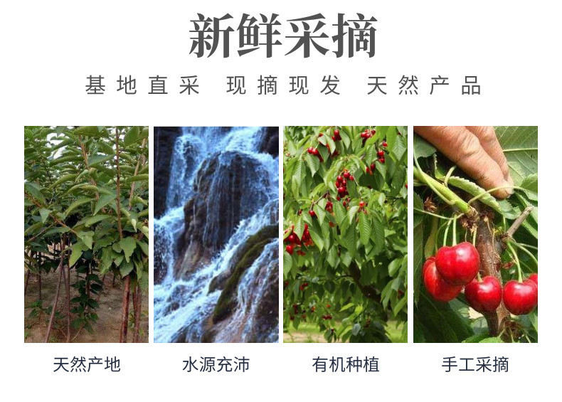 车厘子中文-网站