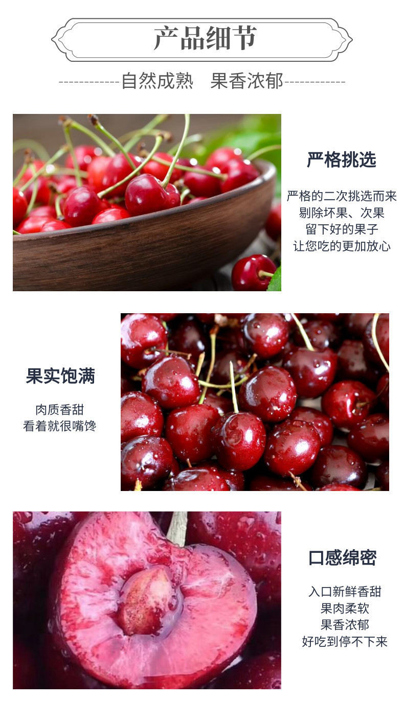 车厘子中文-网站