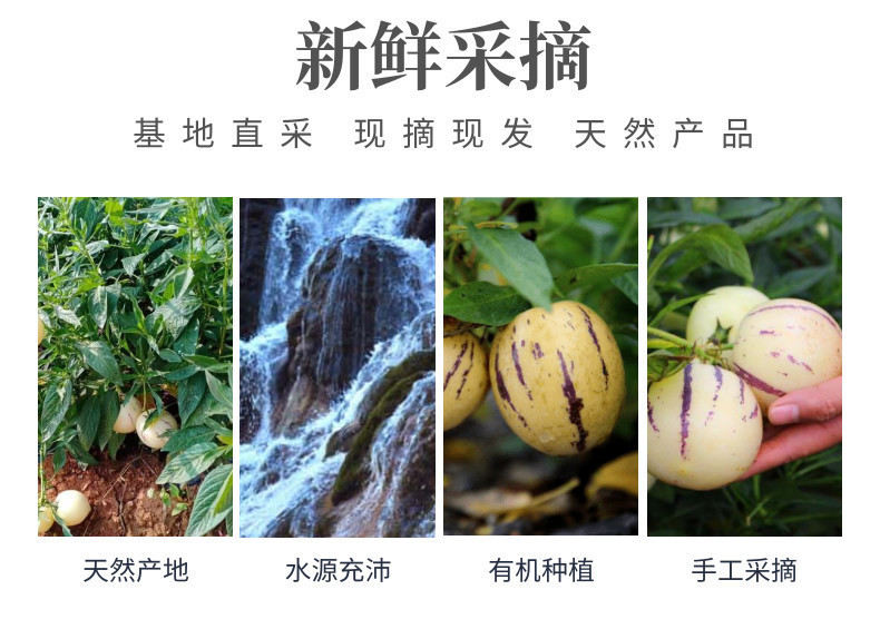 人参果网站-中文