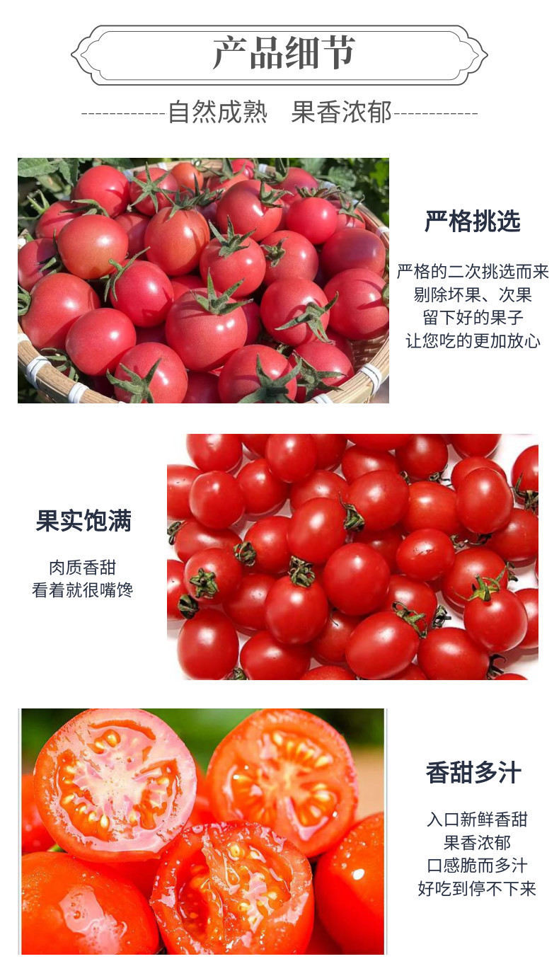 圣女果中文-网站