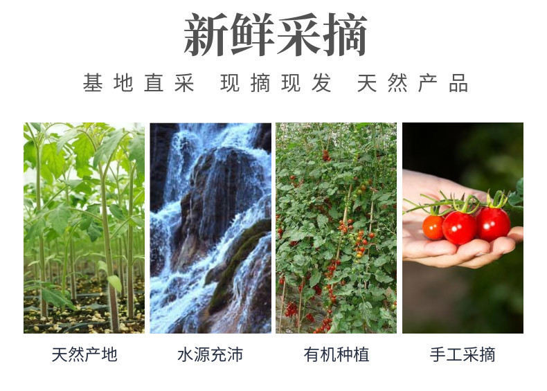 圣女果中文-网站