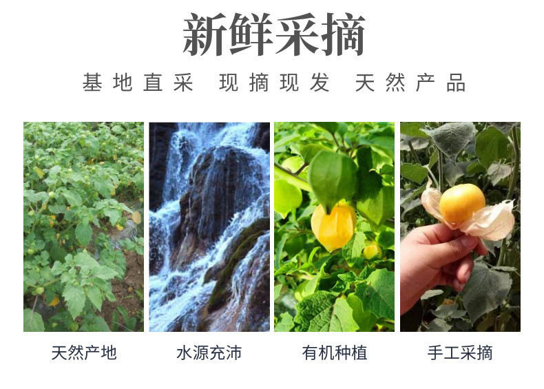 菇娘果中文-网站