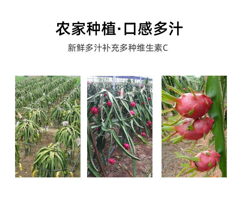 速冻火龙果原浆