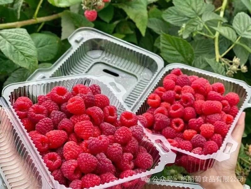 微信图片_20240906162131 微信图片_20240906162131